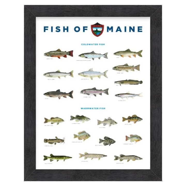 Prints, Framed, 18" x 24"